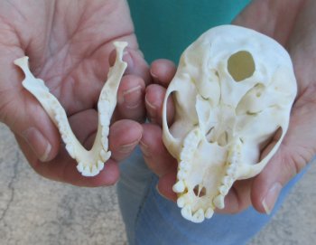 Slight B-Grade 3-1/2" Female African Vervet Monkey Skull  (CITES P-000040541)