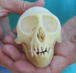 Slight B-Grade 3-3/...