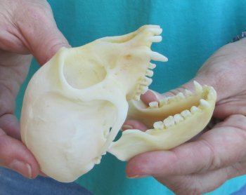 Slight B-Grade 3-3/4" Female African Vervet Monkey Skull  (CITES P-000040541)