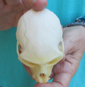 Slight B-Grade 3-3/4" Female African Vervet Monkey Skull  (CITES P-000040541)
