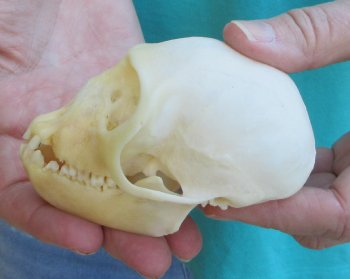 Slight B-Grade 3-3/4" Female African Vervet Monkey Skull  (CITES P-000040541)