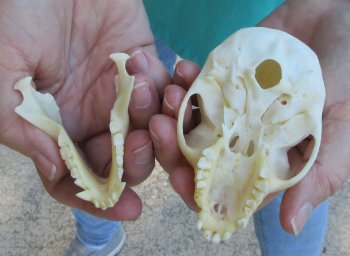 Slight B-Grade 3-3/4" Female African Vervet Monkey Skull  (CITES P-000040541)