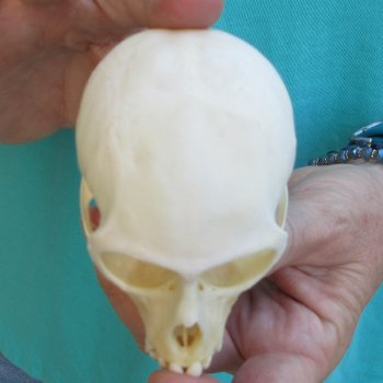3-1/2" Female African Vervet Monkey Skull  (CITES P-000040541)