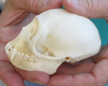 3-1/2" Female African Vervet Monkey Skull  (CITES P-000040541)