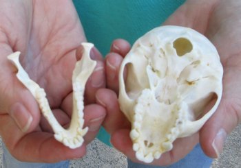 3-1/2" Female African Vervet Monkey Skull  (CITES P-000040541)