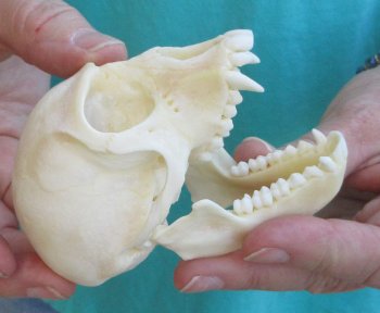 3-1/2" Female African Vervet Monkey Skull  (CITES P-000040541)