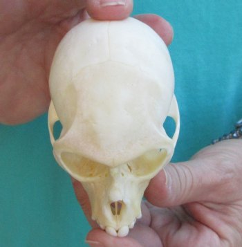 3-1/2" Female African Vervet Monkey Skull  (CITES P-000040541)