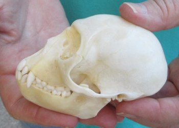 3-1/2" Female African Vervet Monkey Skull  (CITES P-000040541)