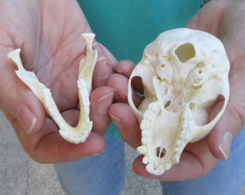 3-1/2" Female African Vervet Monkey Skull  (CITES P-000040541)