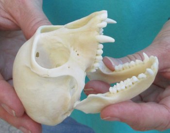 3-1/2" Female African Vervet Monkey Skull  (CITES P-000040541)