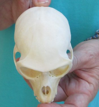 3-1/2" Female African Vervet Monkey Skull  (CITES P-000040541)