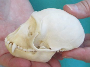 3-1/2" Female African Vervet Monkey Skull  (CITES P-000040541)