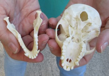 3-1/2" Female African Vervet Monkey Skull  (CITES P-000040541)