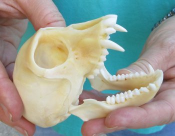 3-1/2" Female African Vervet Monkey Skull  (CITES P-000040541)