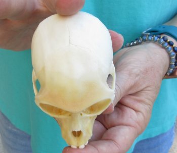 3-1/2" Female African Vervet Monkey Skull  (CITES P-000040541)