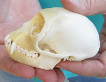 3-1/2" Female African Vervet Monkey Skull  (CITES P-000040541)
