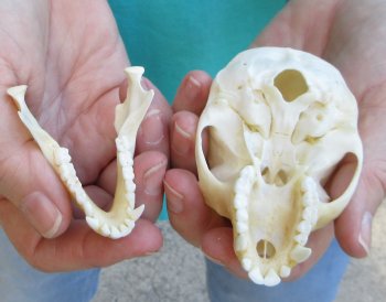 3-1/2" Female African Vervet Monkey Skull  (CITES P-000040541)