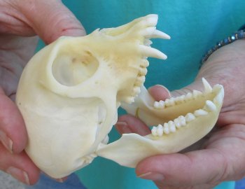 3-3/4" Female African Vervet Monkey Skull  (CITES P-000040541)