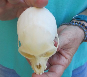 3-3/4" Female African Vervet Monkey Skull  (CITES P-000040541)