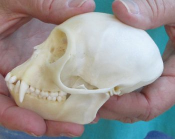 3-3/4" Female African Vervet Monkey Skull  (CITES P-000040541)
