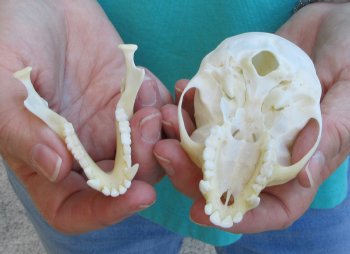 3-3/4" Female African Vervet Monkey Skull  (CITES P-000040541)