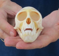 3-1/2" Female African Vervet Monkey Skull  (CITES P-000044854)