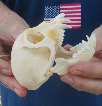 3-1/2" Female African Vervet Monkey Skull  (CITES P-000044854)