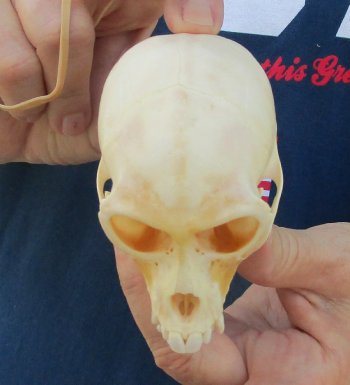 3-1/2" Female African Vervet Monkey Skull  (CITES P-000044854)
