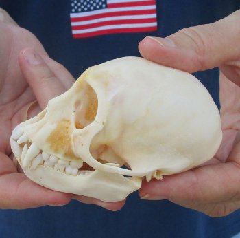 3-1/2" Female African Vervet Monkey Skull  (CITES P-000044854)