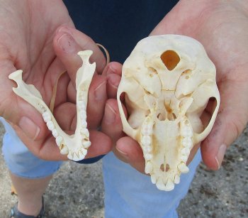 3-1/2" Female African Vervet Monkey Skull  (CITES P-000044854)