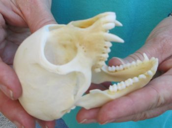 3-3/4" Female African Vervet Monkey Skull  (CITES P-000040541)