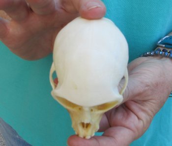 3-3/4" Female African Vervet Monkey Skull  (CITES P-000040541)