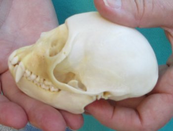 3-3/4" Female African Vervet Monkey Skull  (CITES P-000040541)