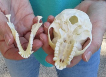 3-3/4" Female African Vervet Monkey Skull  (CITES P-000040541)