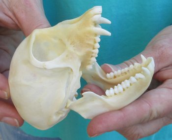 3-3/4" Female African Vervet Monkey Skull  (CITES P-000040541)