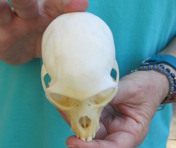 3-3/4" Female African Vervet Monkey Skull  (CITES P-000040541)