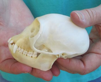 3-3/4" Female African Vervet Monkey Skull  (CITES P-000040541)