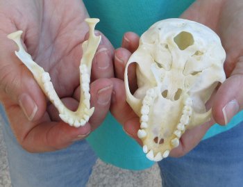 3-3/4" Female African Vervet Monkey Skull  (CITES P-000040541)