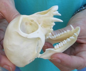 3-3/4" Female African Vervet Monkey Skull  (CITES P-000040541)