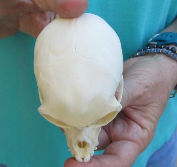 3-3/4" Female African Vervet Monkey Skull  (CITES P-000040541)