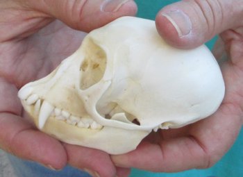 3-3/4" Female African Vervet Monkey Skull  (CITES P-000040541)