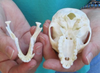 3-3/4" Female African Vervet Monkey Skull  (CITES P-000040541)