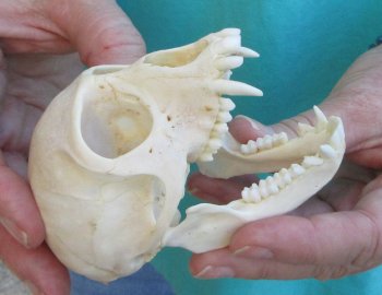 3-3/4" Female African Vervet Monkey Skull  (CITES P-000040541)