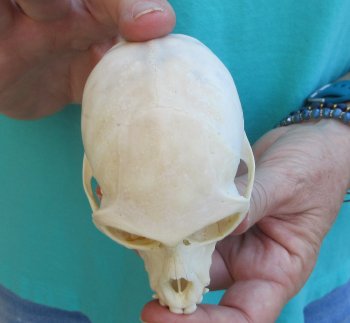 3-3/4" Female African Vervet Monkey Skull  (CITES P-000040541)