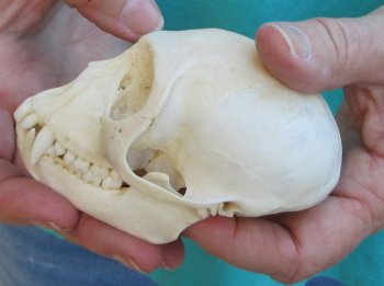 3-3/4" Female African Vervet Monkey Skull  (CITES P-000040541)