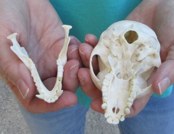 3-3/4" Female African Vervet Monkey Skull  (CITES P-000040541)