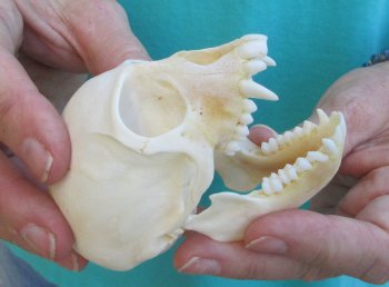 3-1/2" Female African Vervet Monkey Skull  (CITES P-000040541)