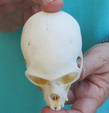 3-1/2" Female African Vervet Monkey Skull  (CITES P-000040541)