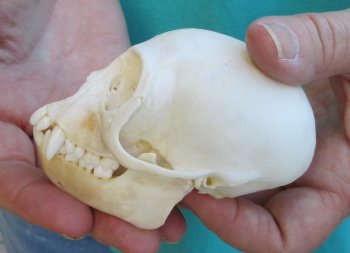 3-1/2" Female African Vervet Monkey Skull  (CITES P-000040541)