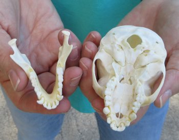 3-1/2" Female African Vervet Monkey Skull  (CITES P-000040541)